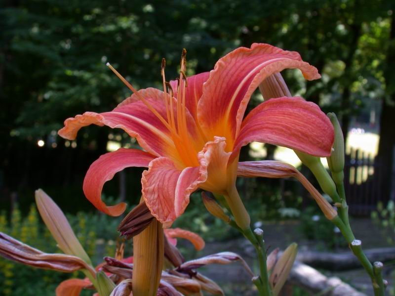 Hemerocallis fulva L. / Giglio di San Giuseppe